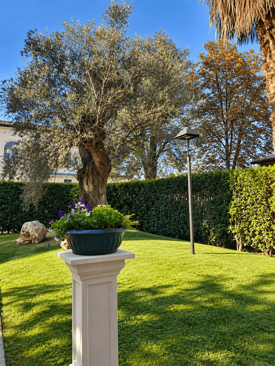 Il giardino di Relais Toti B&B con ulivo e fiori